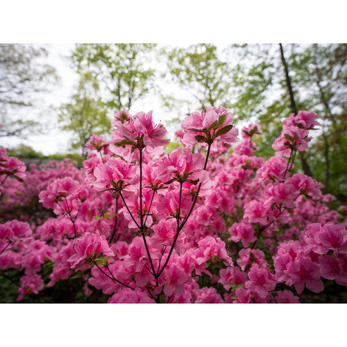 Hasselblad XCD 25mm f/2.5 V Lens