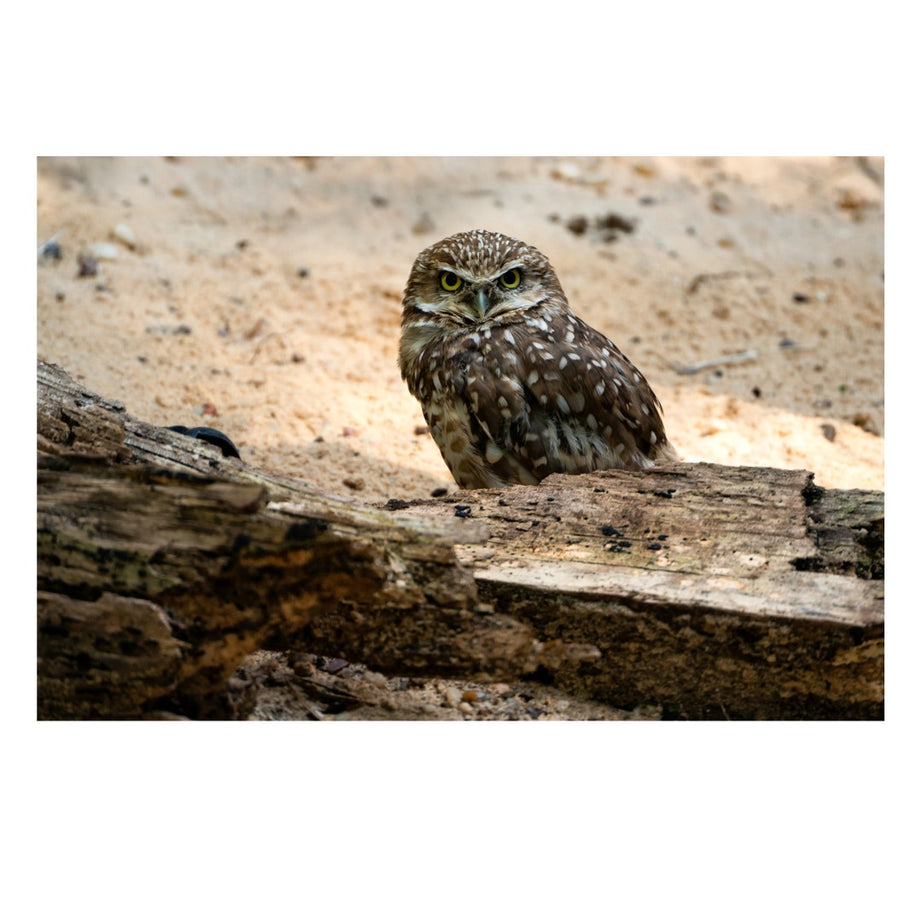 A047Z | Tamron 70-300mm F/4.5-6.3 Di III RXD for Nikon Z