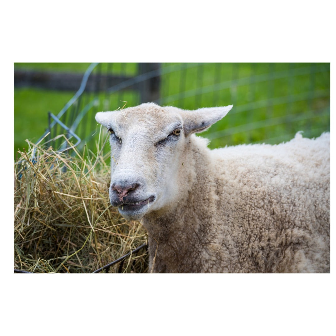 A047S | Tamron 70-300mm F/4.5-6.3 Di III RXD  for SONY E