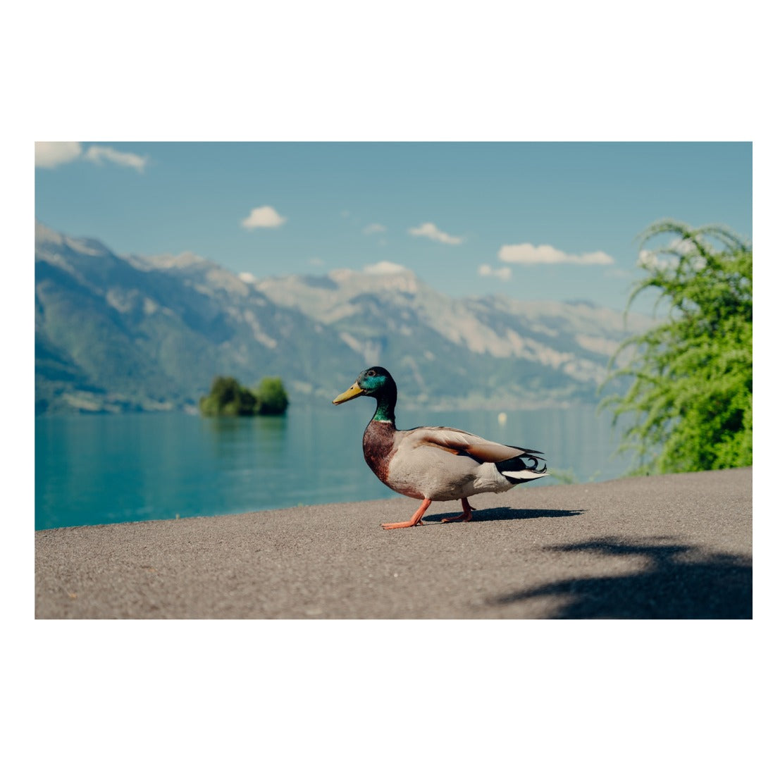 A062S | Tamron 20-40mm F/2.8 Di III VXD   for SONY E