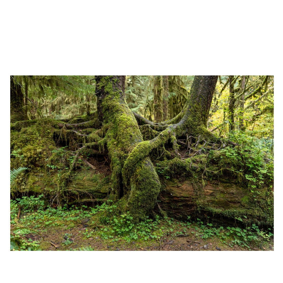 A063S | Tamron 28-75mm F/2.8 Di III VXD G2 w/hood for SONY E