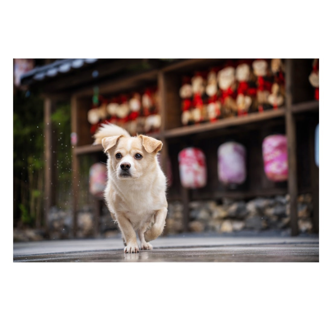 A063Z | Tamron 28-75mm F/2.8 Di III VXD G2 w/hood for Nikon Z