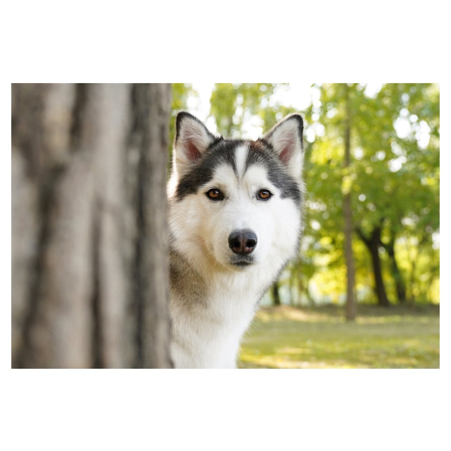 A063S | Tamron 28-75mm F/2.8 Di III VXD G2 w/hood for SONY E