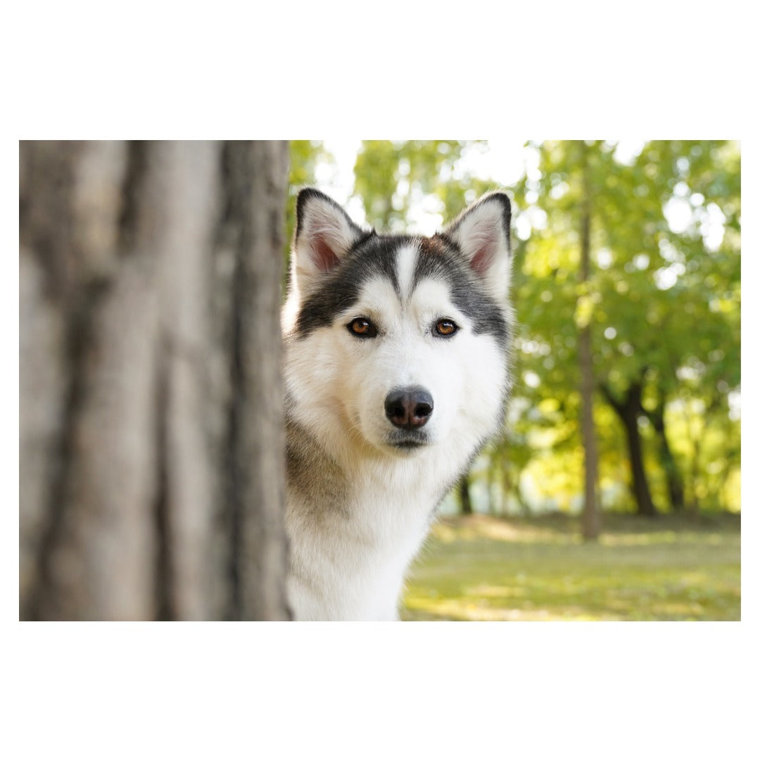 A063S | Tamron 28-75mm F/2.8 Di III VXD G2 w/hood for SONY E