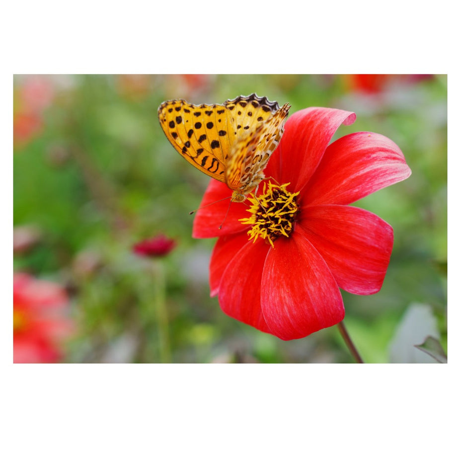 A063S | Tamron 28-75mm F/2.8 Di III VXD G2 w/hood for SONY E