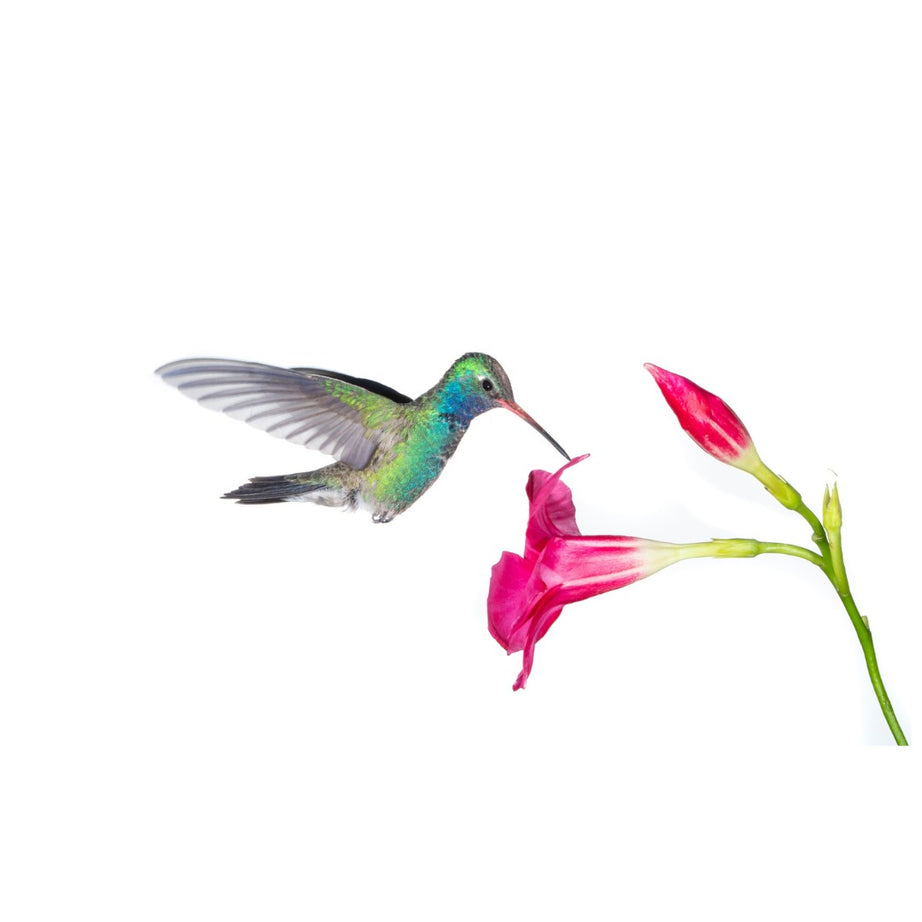 A067S | Tamron 50-400mm F/4.5-6.3 Di III VC VXD for SONY E