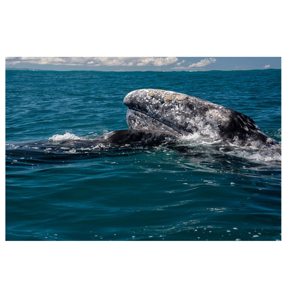 A071S | Tamron 28-200mm F2.8-5.6 Di III RX for SONY E