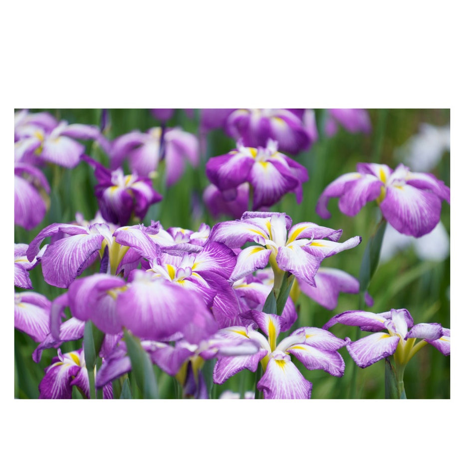 B061S | Tamron 18-300mm F/3.5-6.3 Di III-A VC VXD - (APS-C Mirrorless) for SONY E