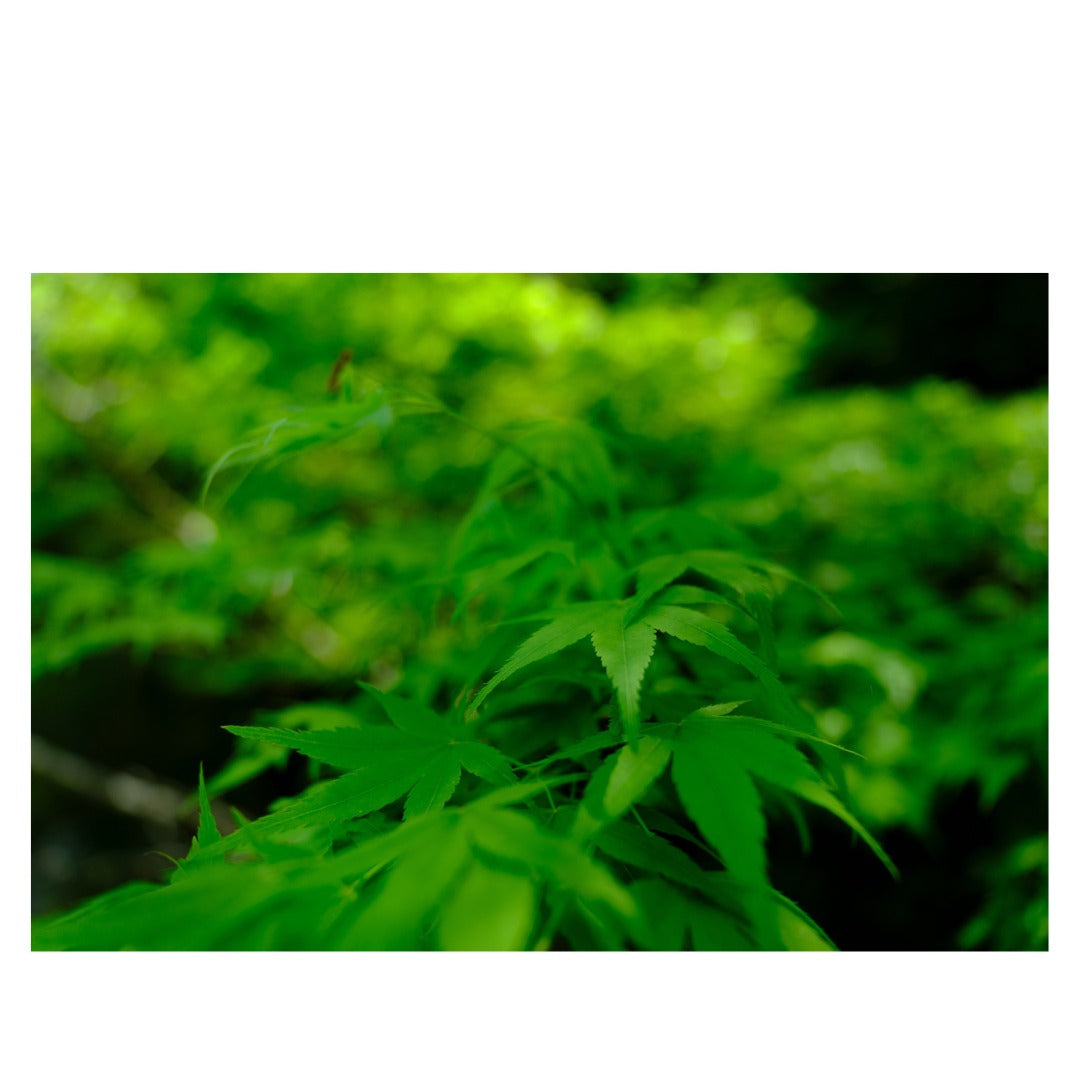 B070X | Tamron 17-70mm F/2.8 Di III A VC RXD for Fujifilm X (APS-C)  for FUJIFILM X