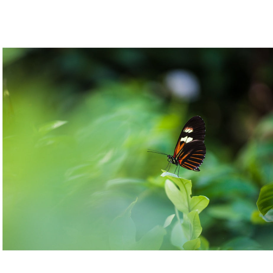 Hasselblad Lens XCD 80mm ƒ1.9