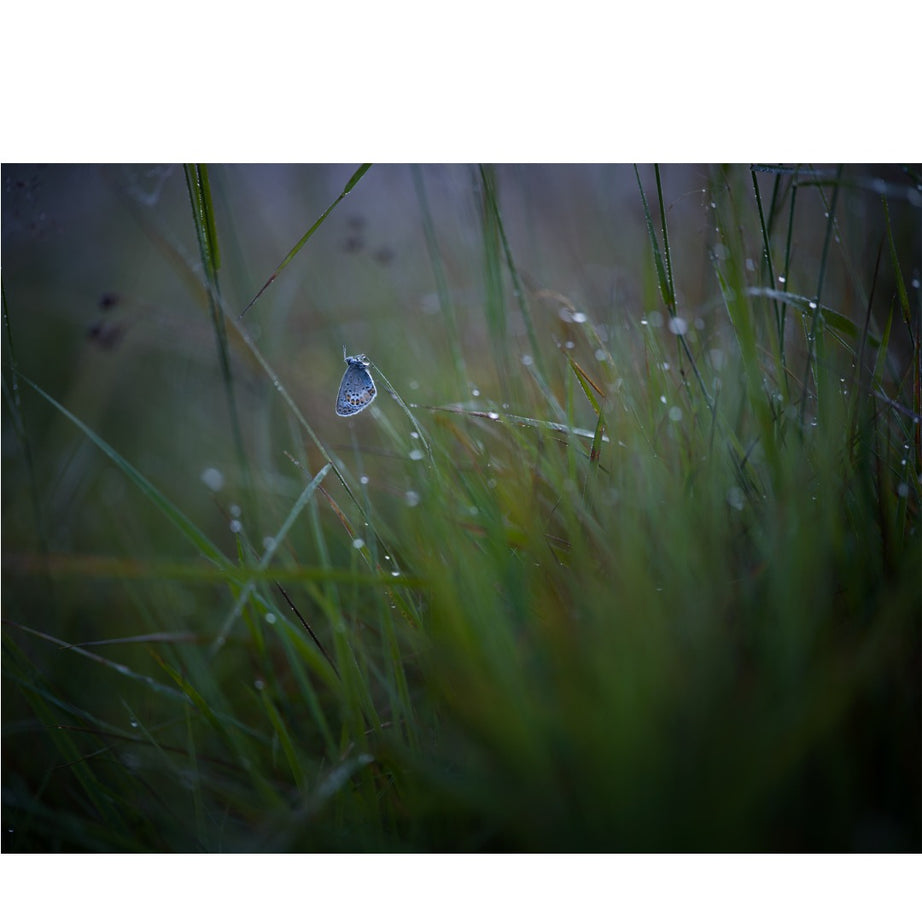 Hasselblad XCD 90mm f/2.5 V Lens