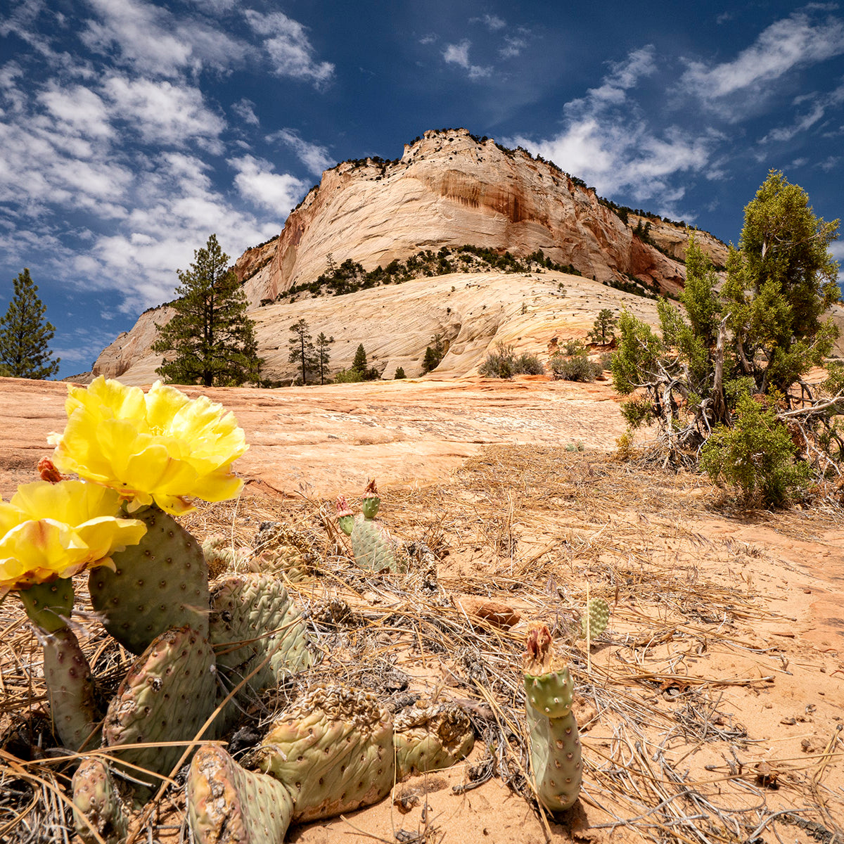 B060R | Tamron 11-20mm F/2.8 Di III-A RXD (APS-C Mirrorless) for Canon RF