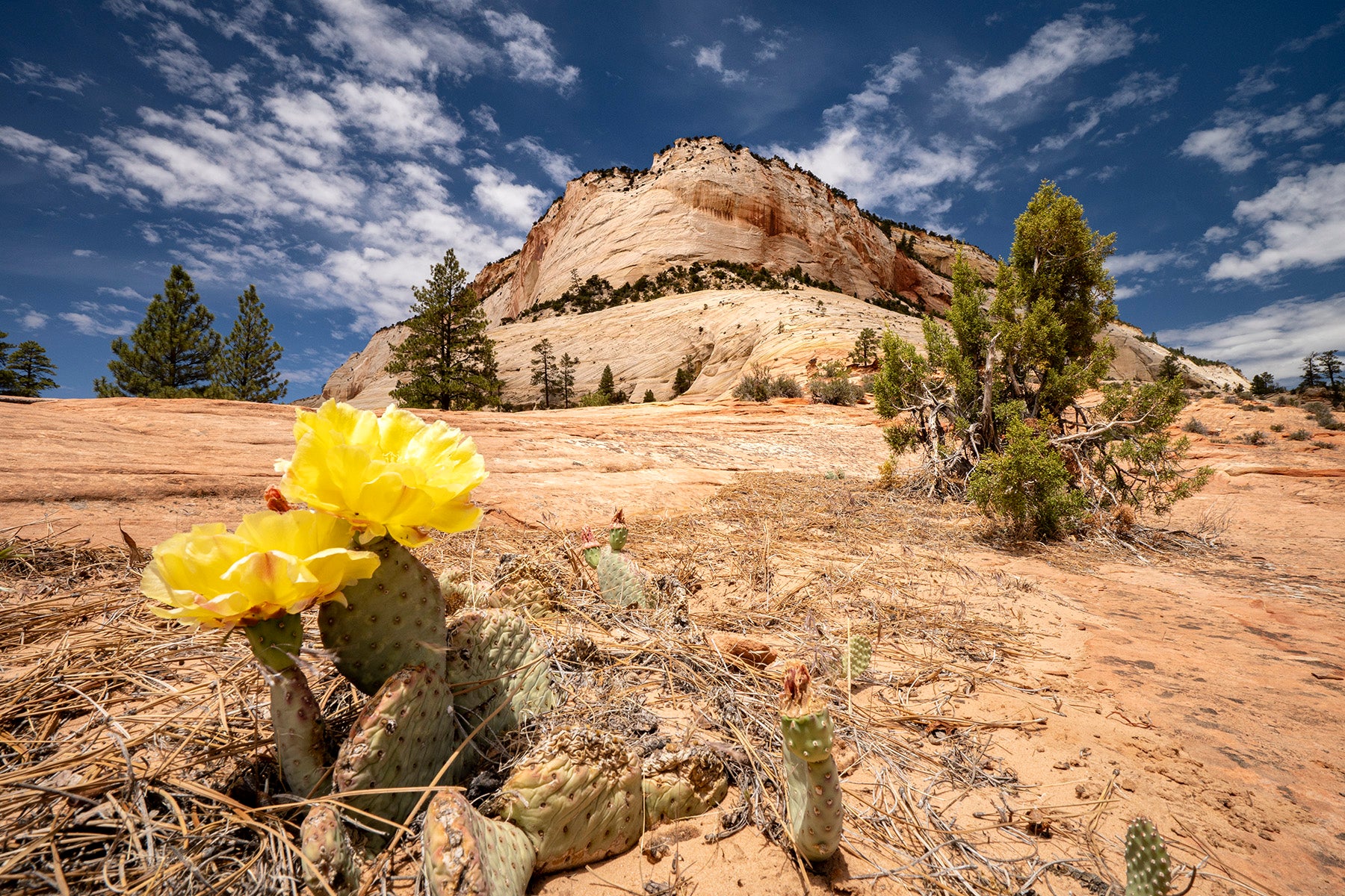 B060R | Tamron 11-20mm F/2.8 Di III-A RXD (APS-C Mirrorless) for Canon RF