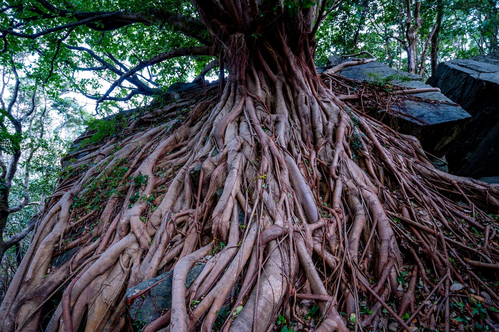 B060R | Tamron 11-20mm F/2.8 Di III-A RXD (APS-C Mirrorless) for Canon RF